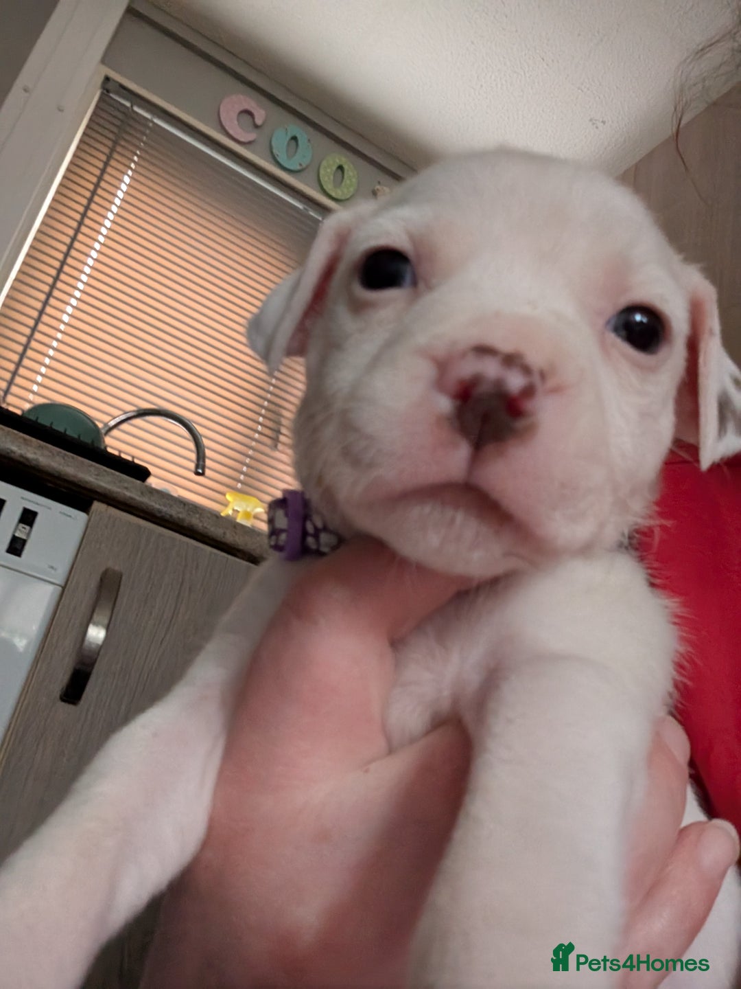 Mixed Breed dogs for sale: Beautiful American bulldog x staffie puppies  - Image 19
