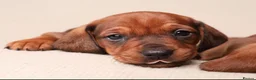 Dachshund dogs for sale: Dachshund choc-based-red puppies available now!! - Advert 11