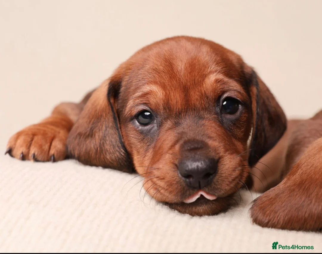 Dachshund dogs for sale: Dachshund choc-based-red puppies available now!! - Advert 11