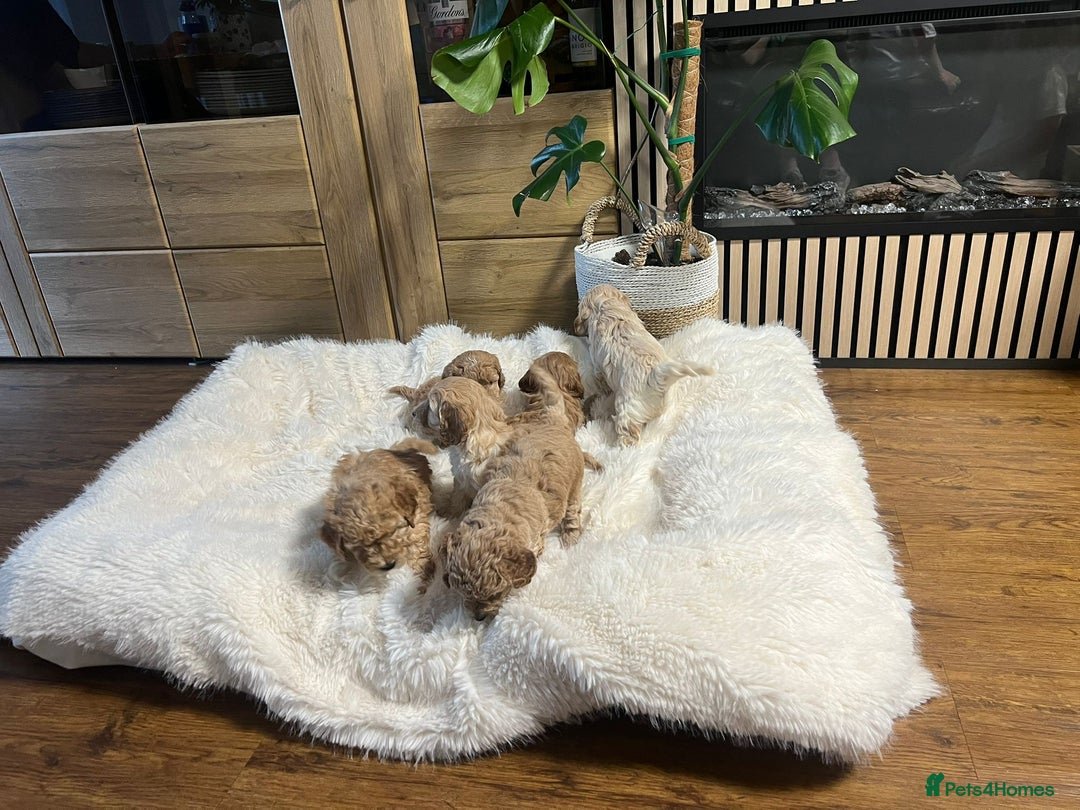Cockapoo dogs for sale: Six Little Cockapoo Stars Ready to Shine   - Image 9