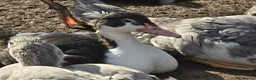 Ducks poultry for sale: Beautiful muscovy ducks in Hawick - Advert 5
