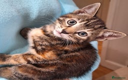 Mixed Breed cats for sale: Amazing, beautiful kittens 3 boys, 2 girls - Image 19