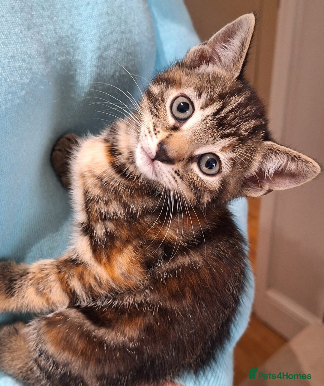 Mixed Breed cats for sale: Amazing, beautiful kittens 3 boys, 2 girls - Image 19