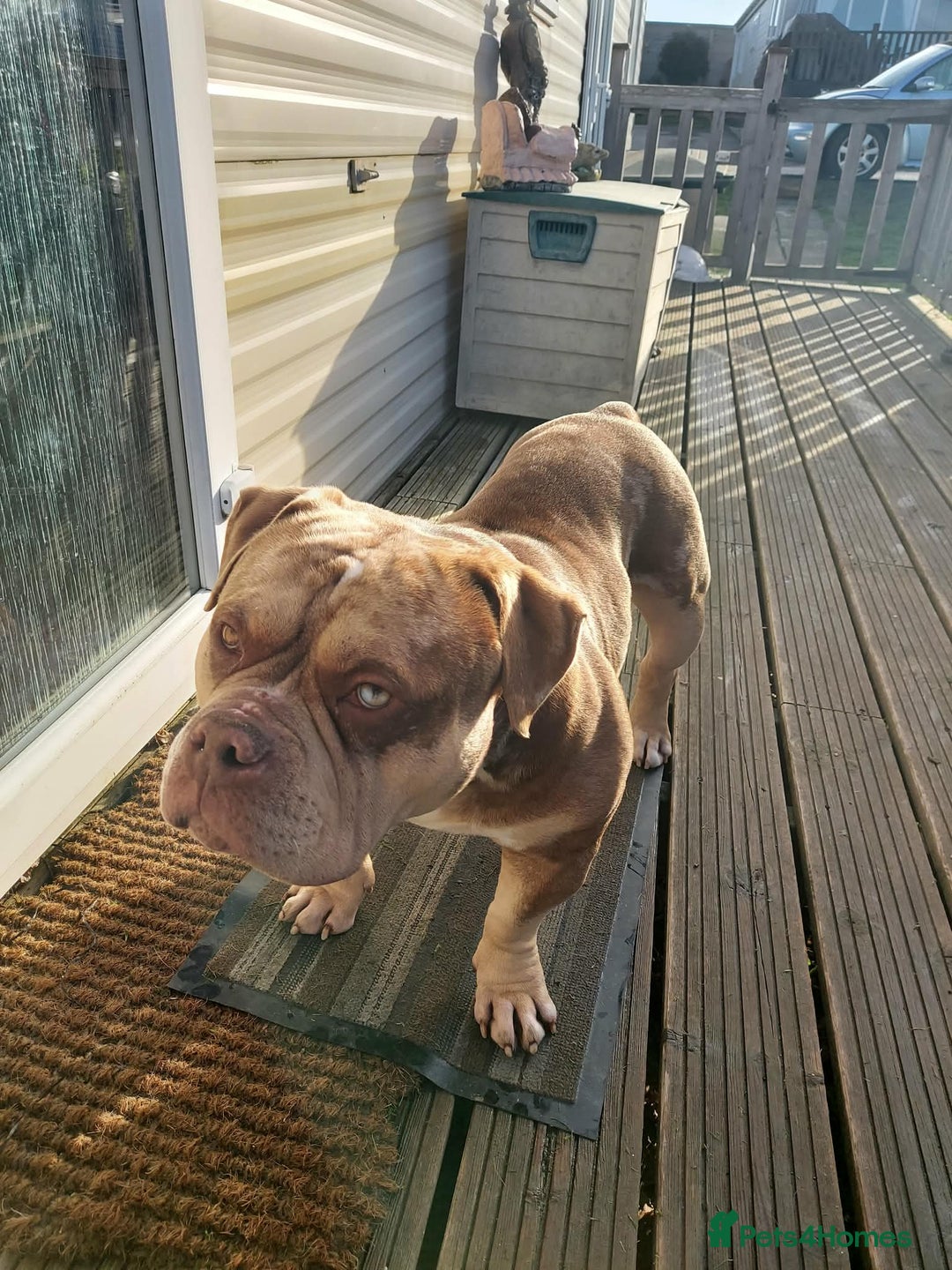 American Bully dogs for sale: Male Pocket Bully  - Advert 7