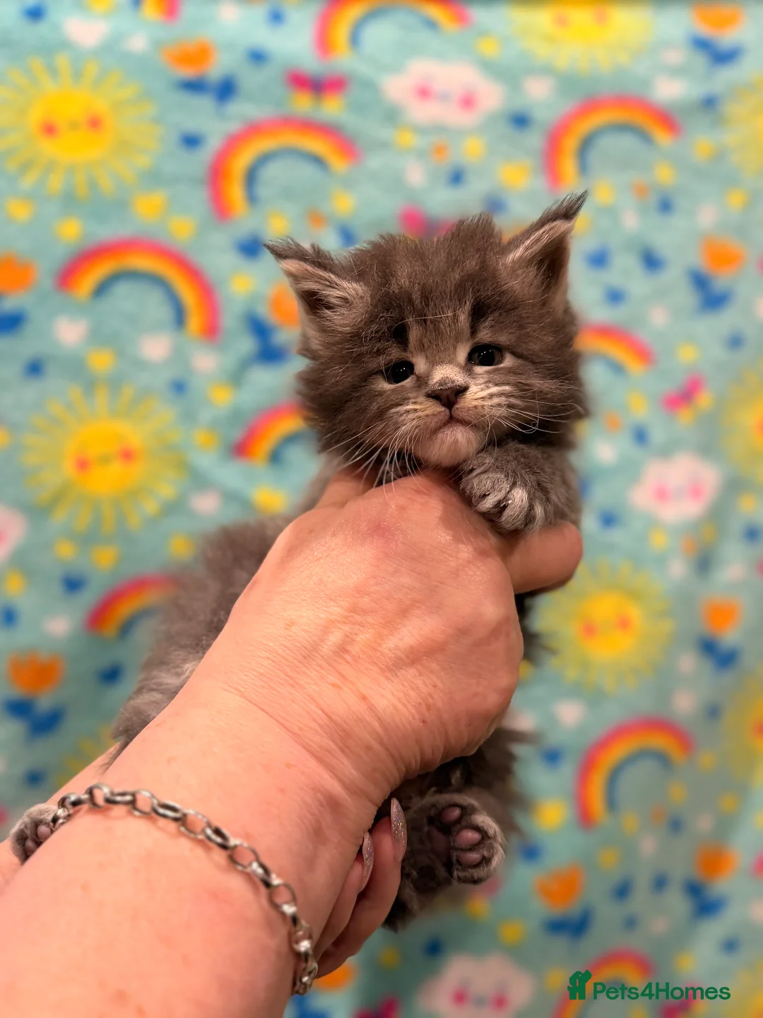 Maine Coon cats for sale: TICA REG MAINE COON KITTENS - Advert 12
