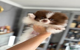 Pomeranian dogs for sale: Chocolate party & chocolate sable party Merle boys - Image 5