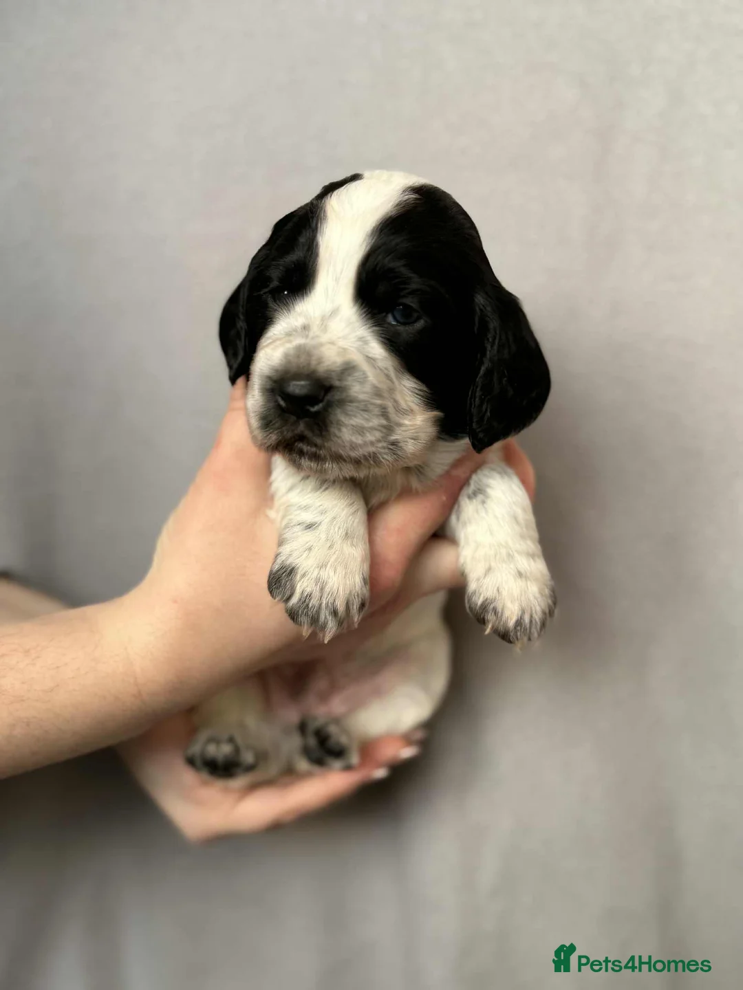 Cocker Spaniel dogs for sale: 🐶🐾 Exceptional Working Cocker Spaniel Puppies 🐾 - Advert 31