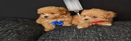Maltipoo dogs for sale: Maltipoo Miny ready to Leave soon - Advert 13