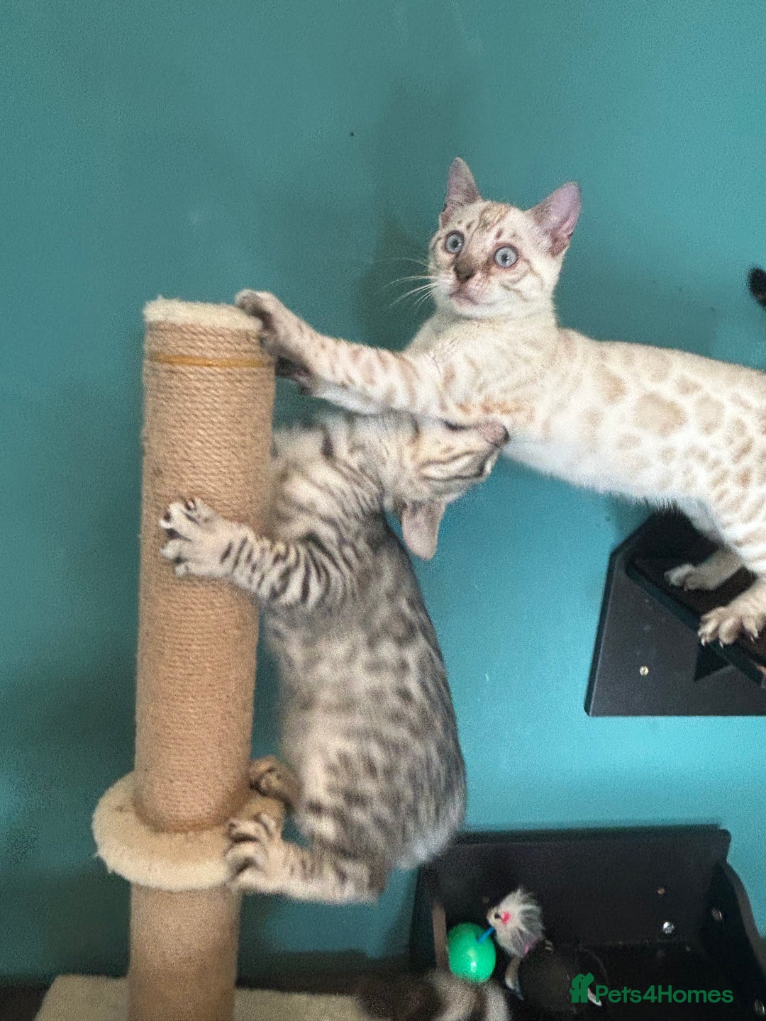 Bengal cats for sale: Two incredibly friendly TICA reg kittens  in Darwen - Image 21