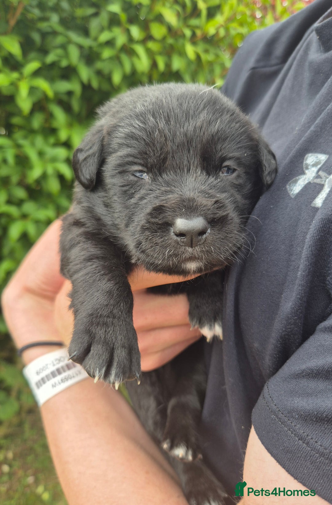 Labrador Retriever dogs for sale: Borador puppies! - Image 4