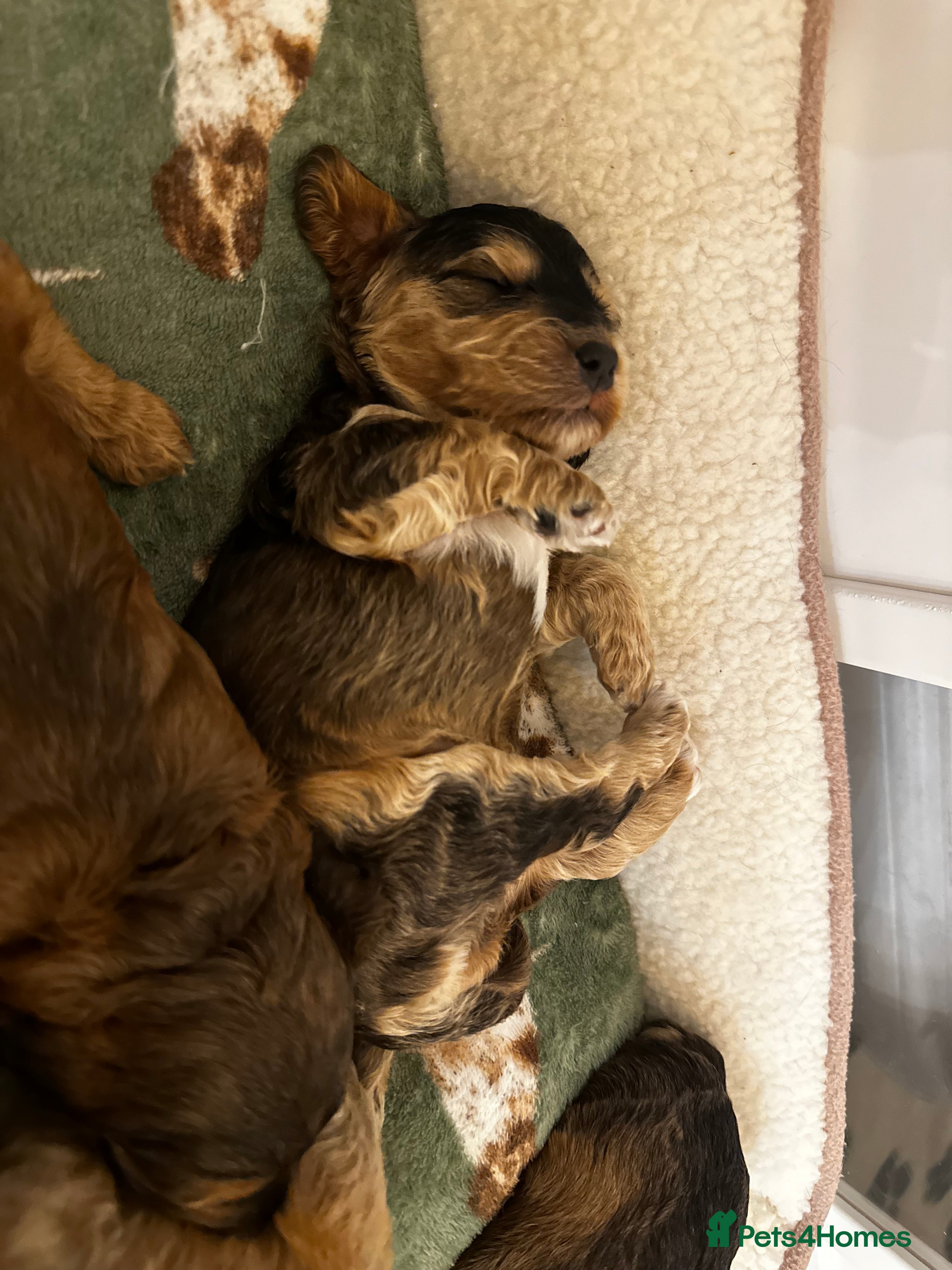 Cockapoo dogs 🌟 Premium F1 Mini Cockapoo Puppies 🌟 - Advert 3