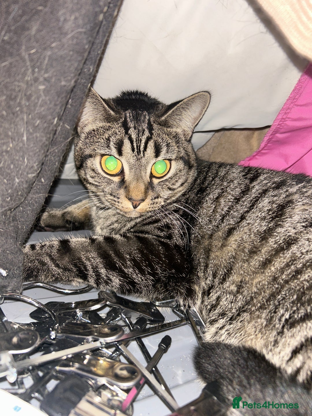 British Shorthair cats for sale: Mum, dad and kitten for sale - Image 3