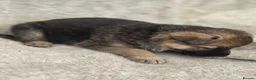 German Shepherd dogs for sale: German shepherd pups - Advert 18