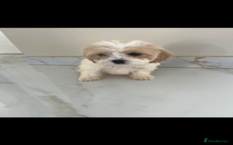 Cavapoo dogs for sale: Stunning Blenheim F1 Cavapoo’s puppies  - Image 3