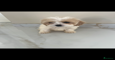 Cavapoo dogs - Advert 10