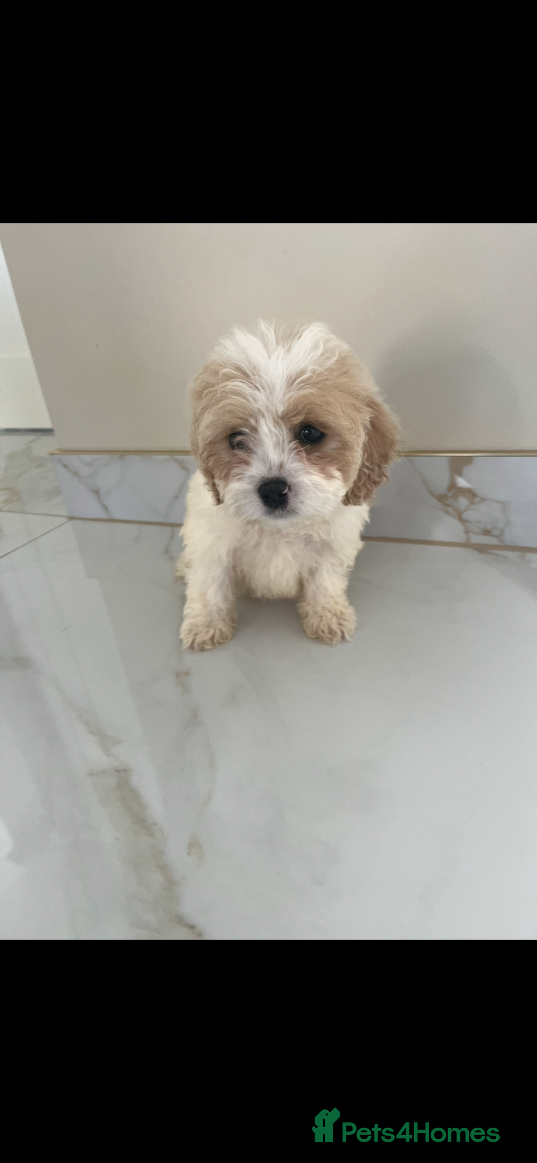 Cavapoo dogs for sale: Stunning Blenheim F1 Cavapoo’s puppies  - Image 3