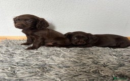 Cocker Spaniel dogs for sale: STUNNING COCKER SPANIEL PUPPIES  - Image 24