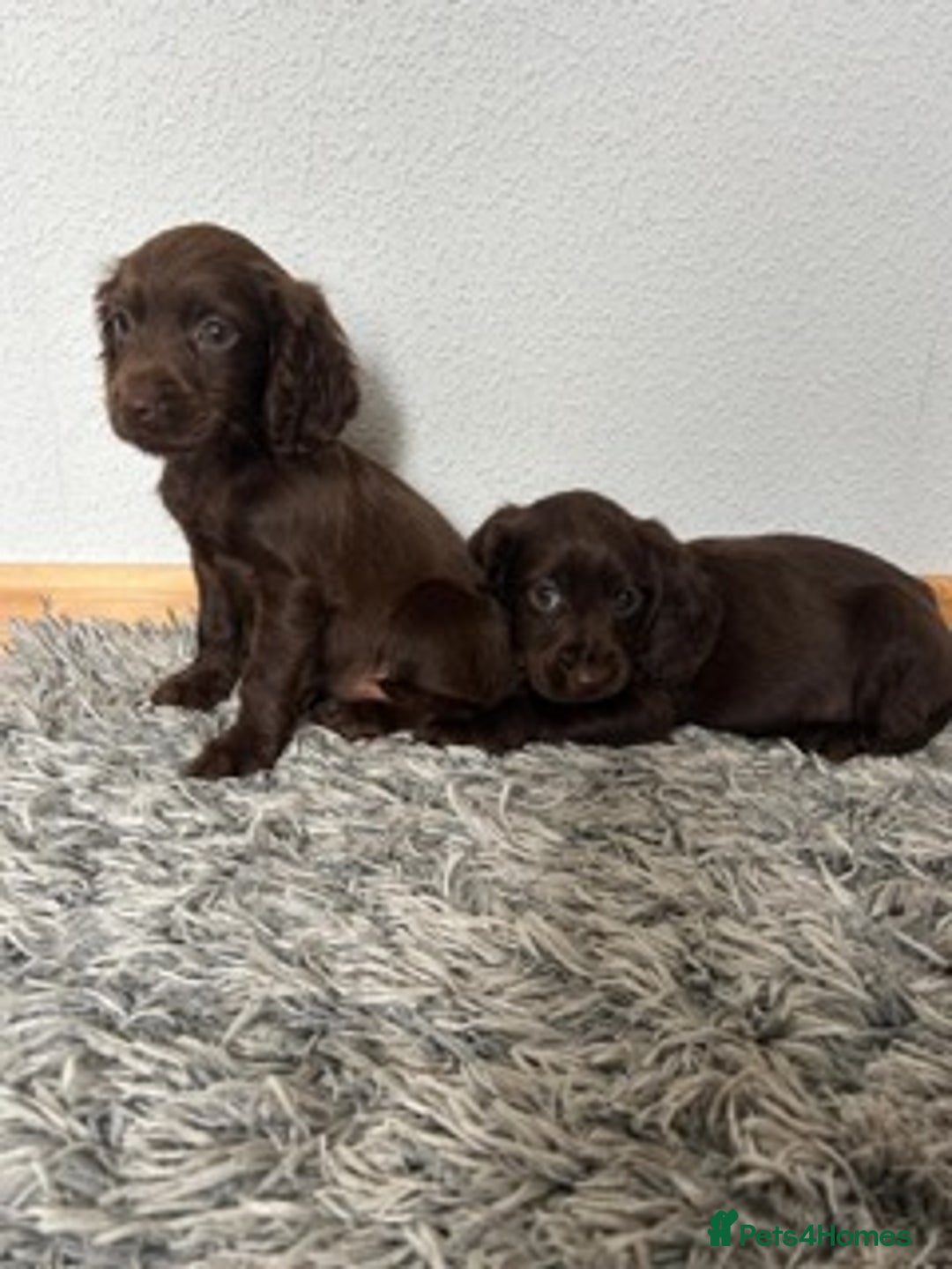 Cocker Spaniel dogs for sale: STUNNING COCKER SPANIEL PUPPIES  - Image 24