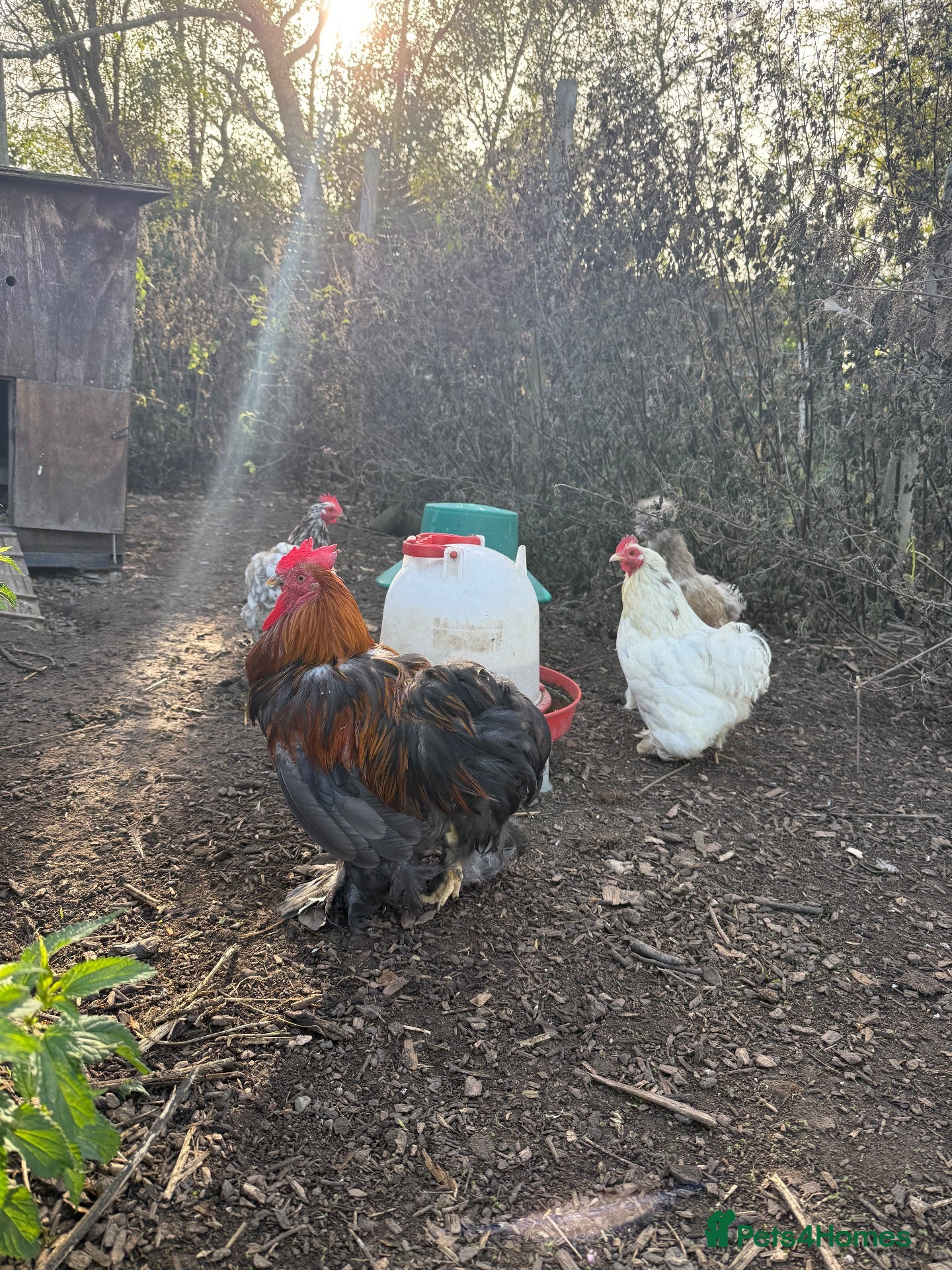 Chickens poultry Mixed Quad of Bantam Chickens - Advert 1