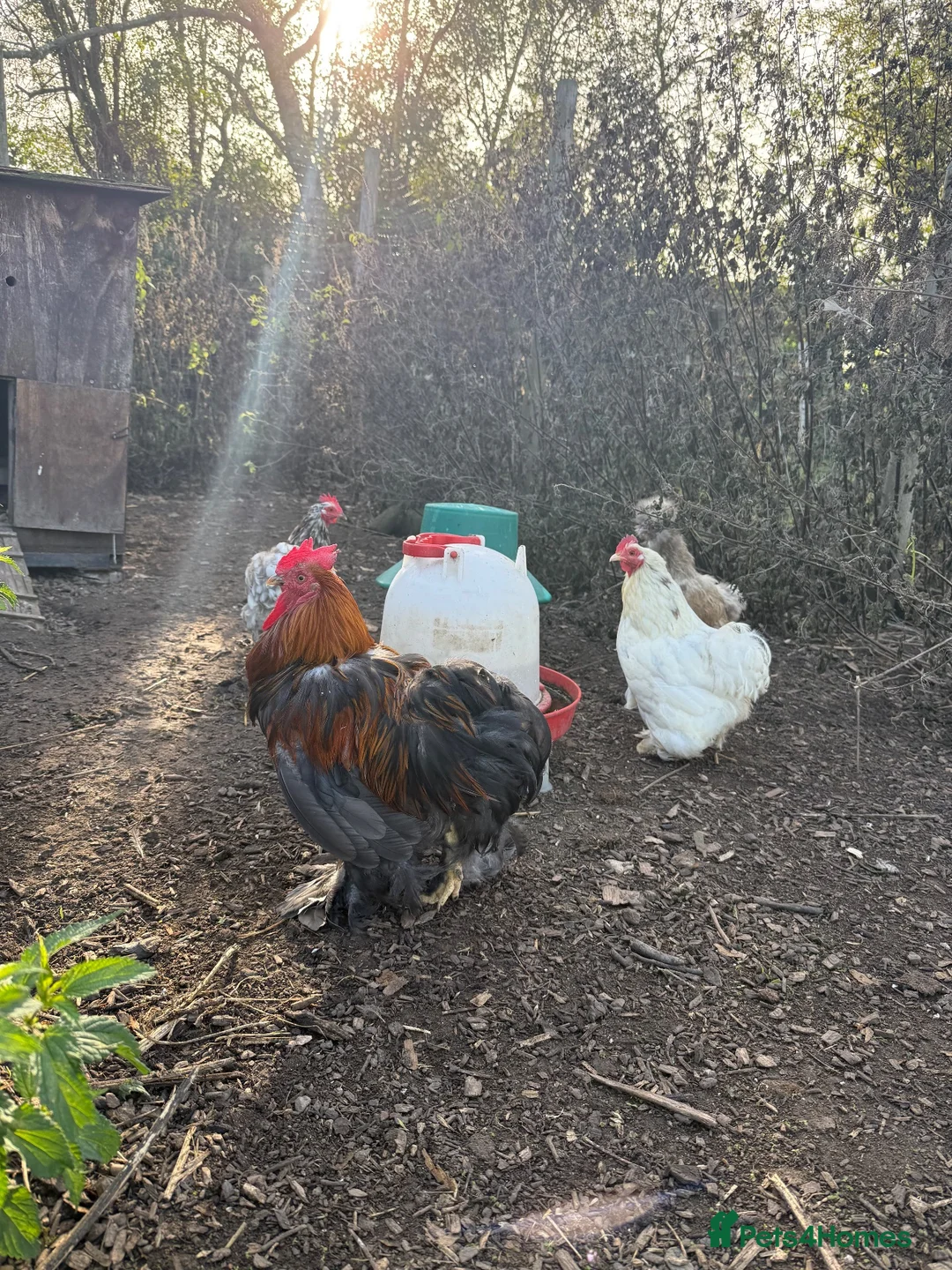 Chickens poultry for sale: Mixed Quad of Bantam Chickens - Advert 1