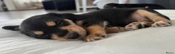 Mixed Breed dogs for sale: Mauxie Fluffy puppies maltese X dachshund mini in Scunthorpe - Advert 19