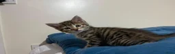 Mixed Breed cats for sale: 2 stunning kittens for sale - Advert 5