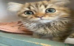 Persian cats for sale: Golden Chinchilla Persians Kittens  - Image 6