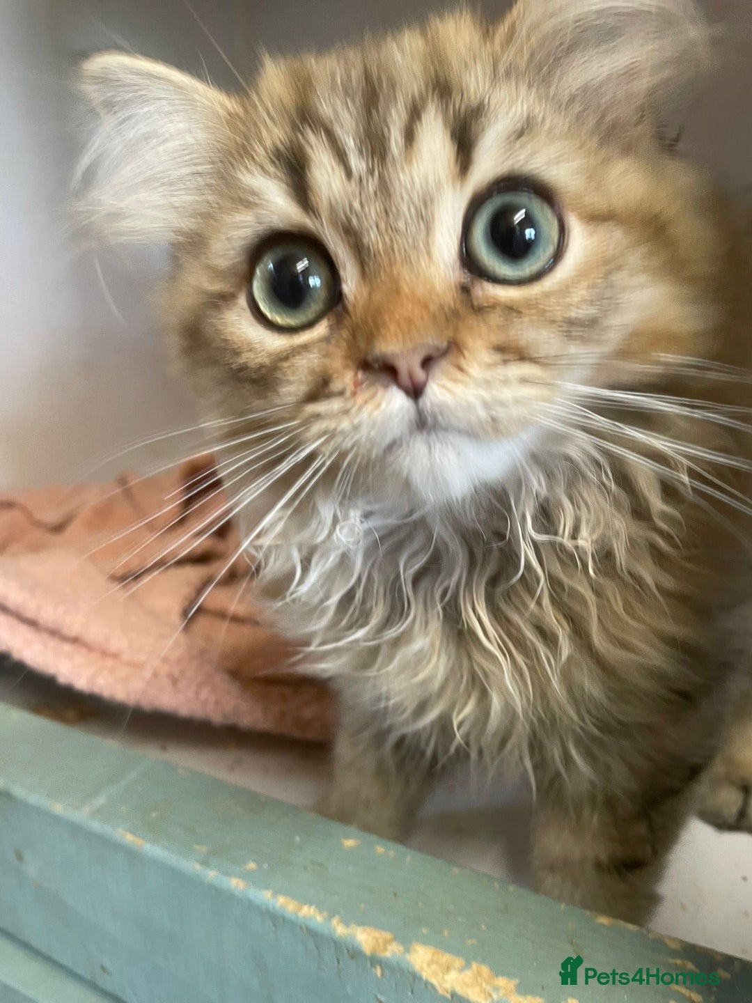 Persian cats for sale: Golden Chinchilla Persians Kittens  - Image 6