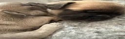 French Bulldog dogs for sale: French bulldogs  - Advert 8