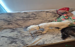 Bichon Frise dogs for sale: Bichon frise  boy - Image 5