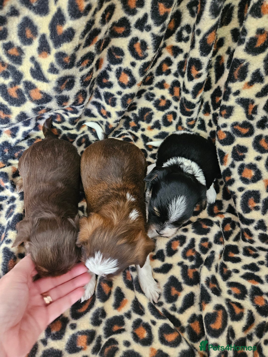 Yorkshire Terrier dogs for sale: 🤎 DNA tested parents 🤎 Yorkie puppies  - Advert 7