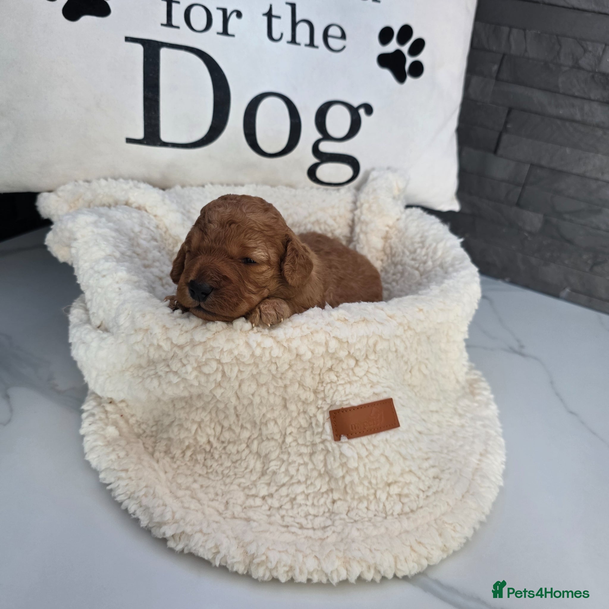Cockapoo dogs for sale: Adorable f2 cockapoo  in Swadlincote - Advert 9