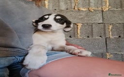 Mixed Breed dogs for adoption: OTIS - a Handsome and gentle boy for a Loving Home - Image 18