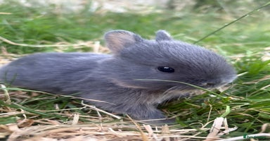 Netherland Dwarf rabbits - Advert 5