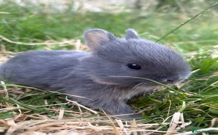 Netherland Dwarf rabbits - Advert 11