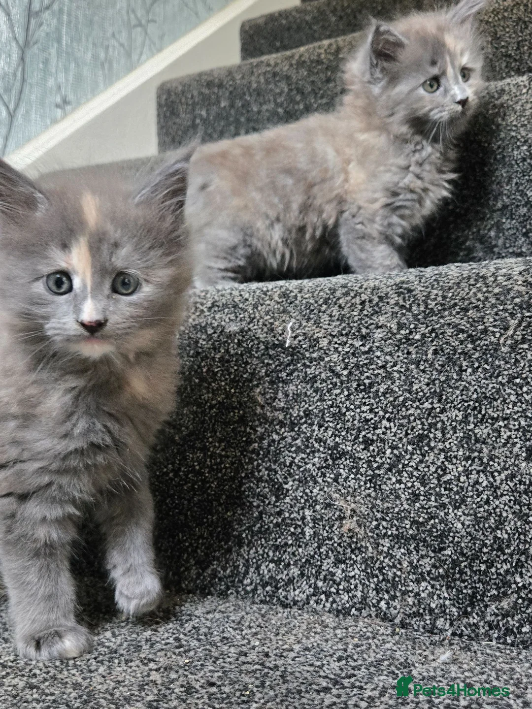 Maine Coon cats for sale: 1 male & 2 female maine coone kittens.  - Advert 1