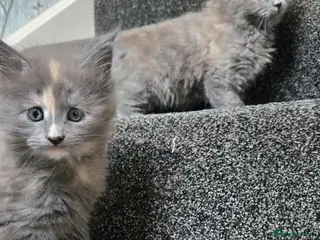 Maine Coon cats 1 male & 1 female maine coone kittens. - Advert 6