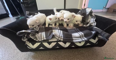 Pomchi dogs - Advert 12