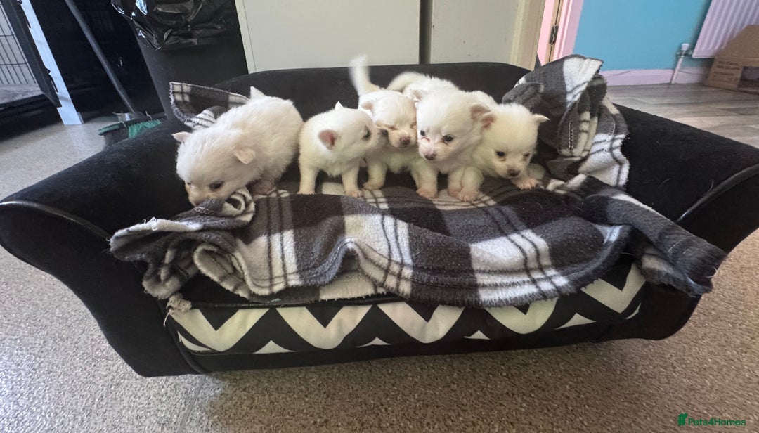 Pomchi dogs for sale: Beautiful Fluffy Pomchis - Image 4
