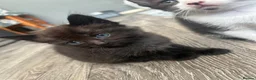 Mixed Breed cats for sale: Kittens rehoming  - Advert 10