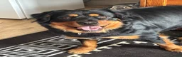 Mixed Breed dogs for sale: Rottweiler x collie pups - Advert 1