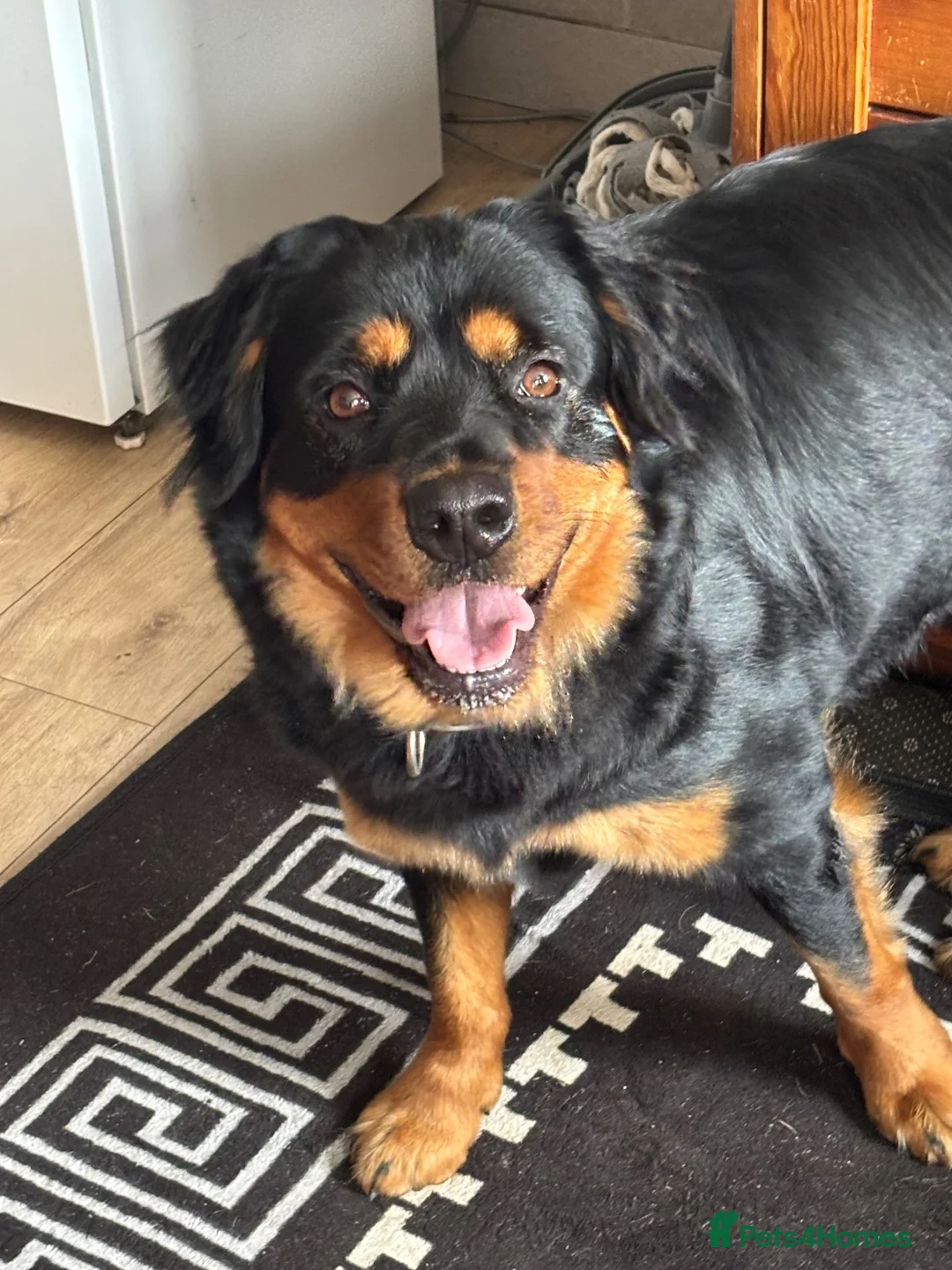 Mixed Breed dogs for sale: Rottweiler x collie pups - Advert 1