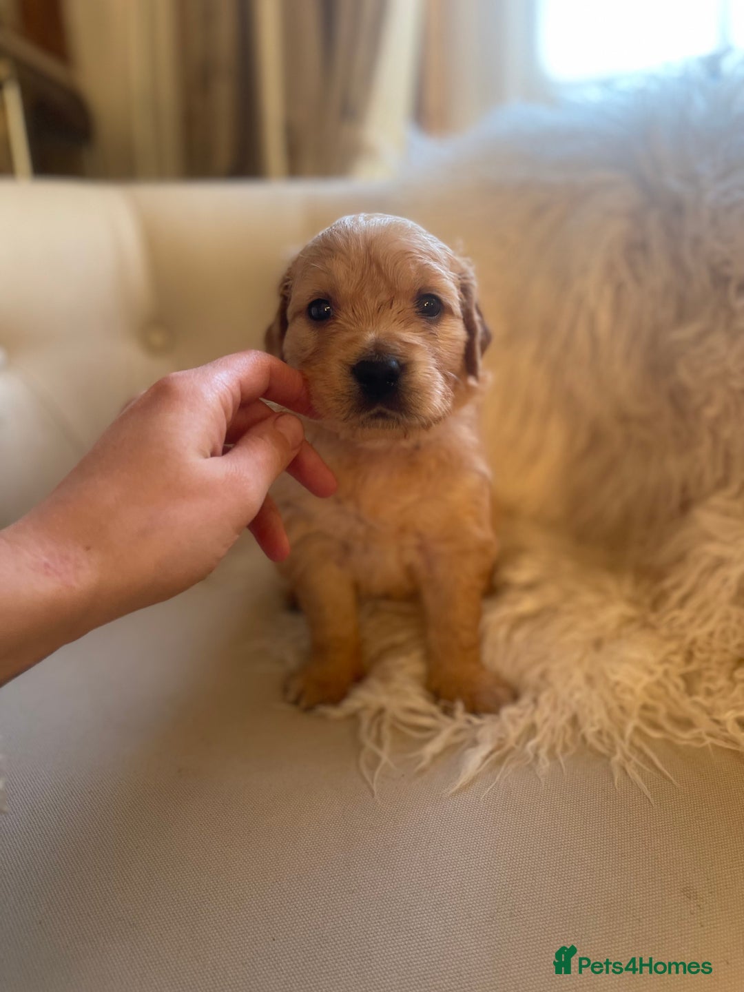 Golden Retriever dogs for sale: ✨Kennel Club Registered Golden Retriever Puppies ✨ - Advert 10