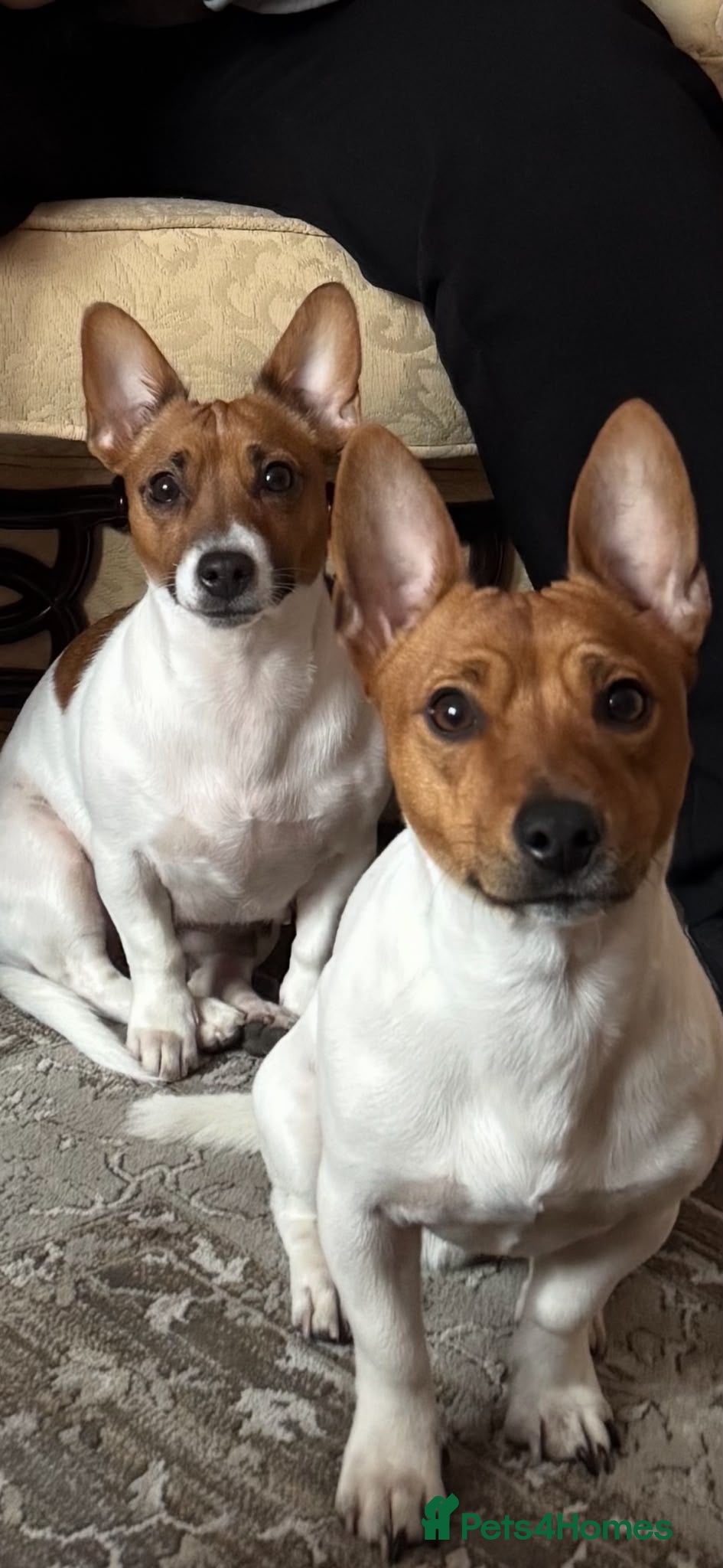 Jack Russell dogs Jack Russell girl  - Advert 2