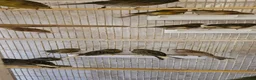 Canaries birds for sale: Mixed green gloster canaries for sale  - Advert 2