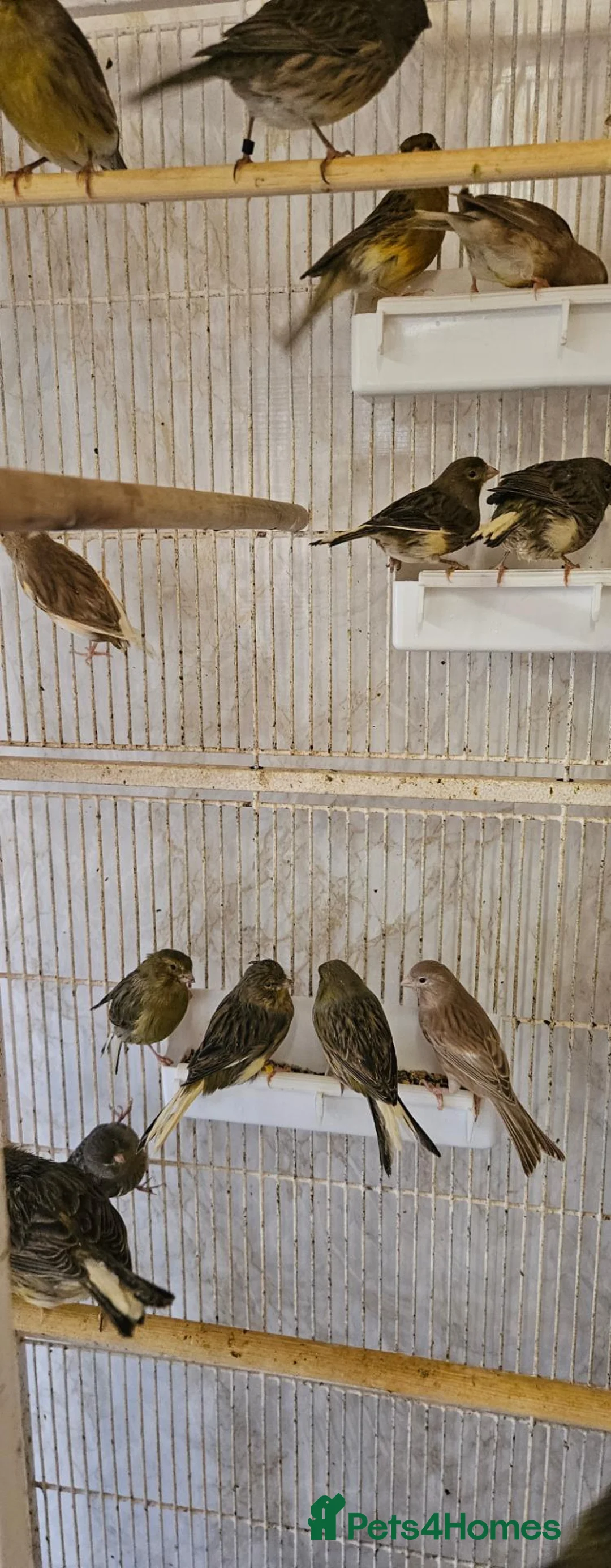 Canaries birds for sale: Mixed green gloster canaries for sale  - Advert 2