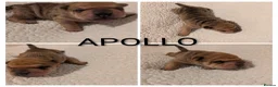 Shar Pei dogs for sale: Beautiful litter of Shar Pei Puppies  - Advert 22