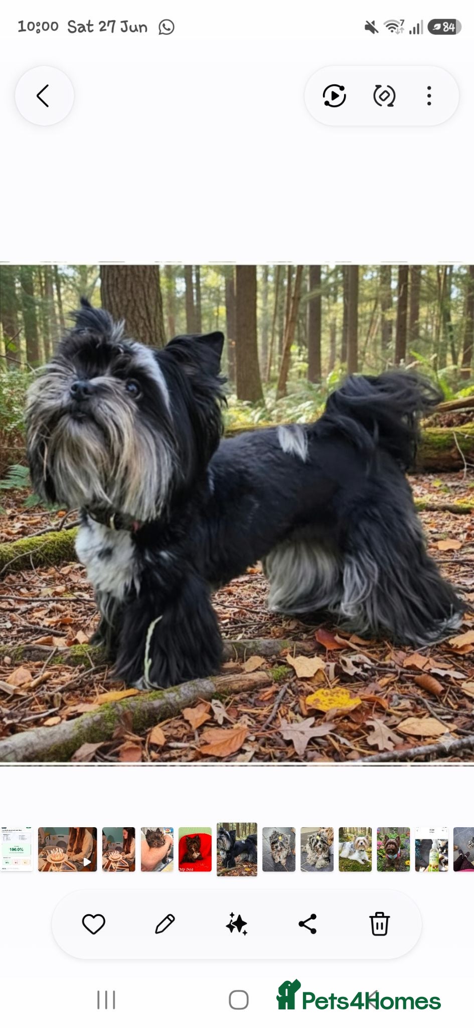 Yorkshire Terrier dogs Elegant lady - Advert 1