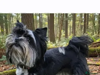 Yorkshire Terrier dogs Elegant lady - Advert 1