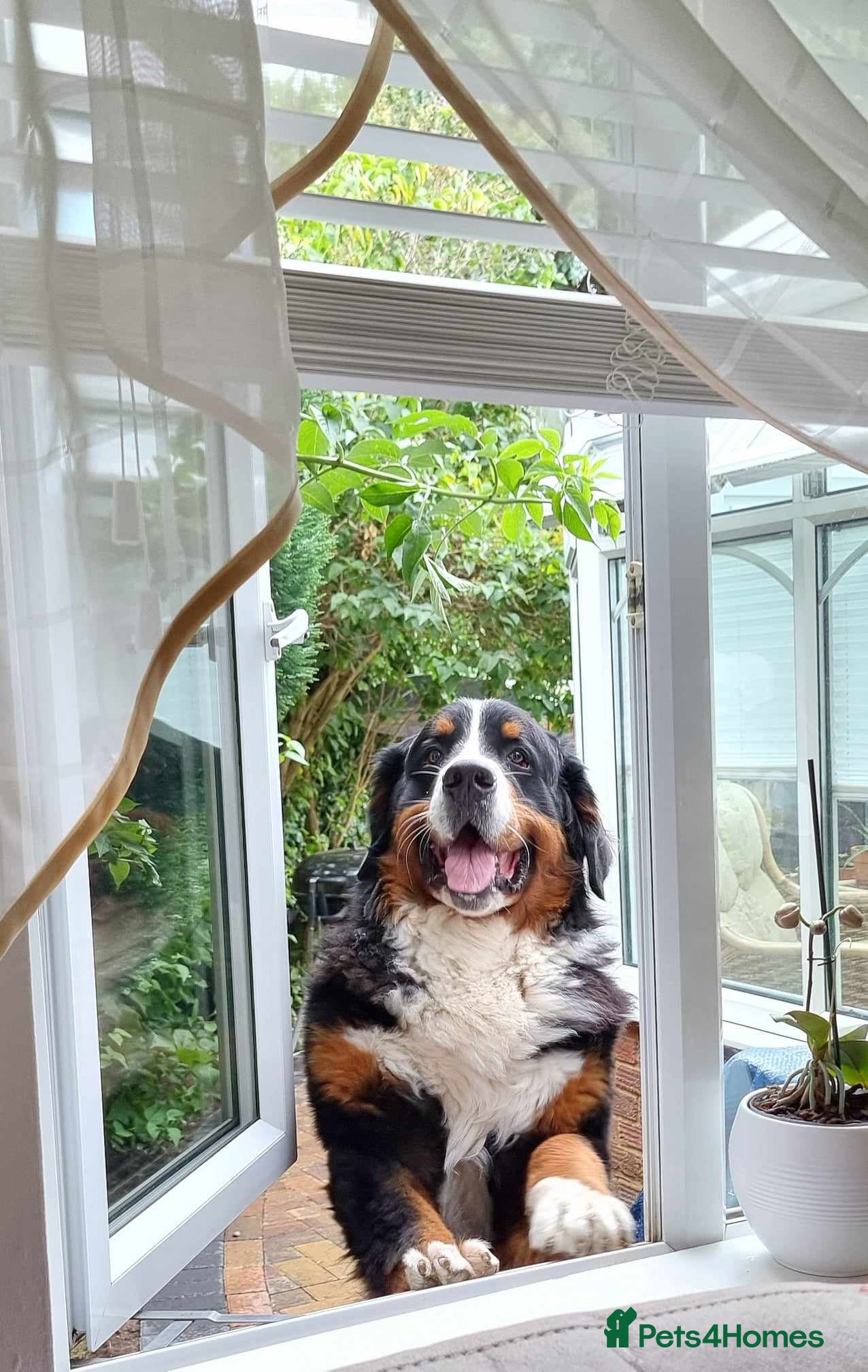Bernese Mountain Dog dogs Stud Dog - Bernese Mountain (KC registered) - Advert 2